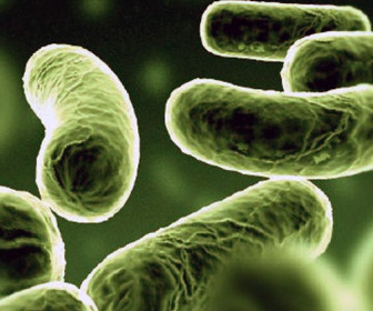 image Vibrio cholerae